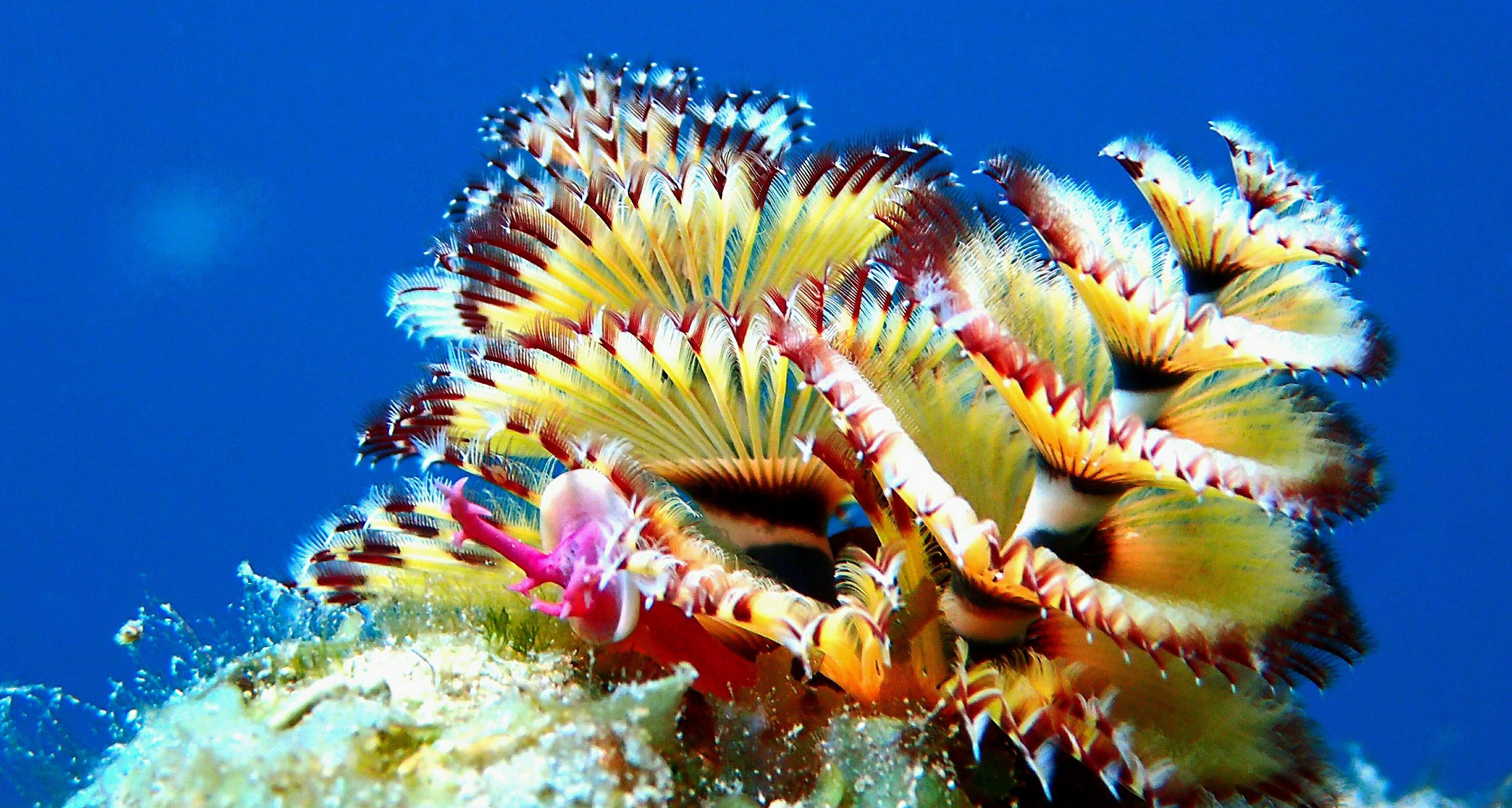 Pure Diving Aruba Aruba's Eco Dive Center SDI & PADI Home Page