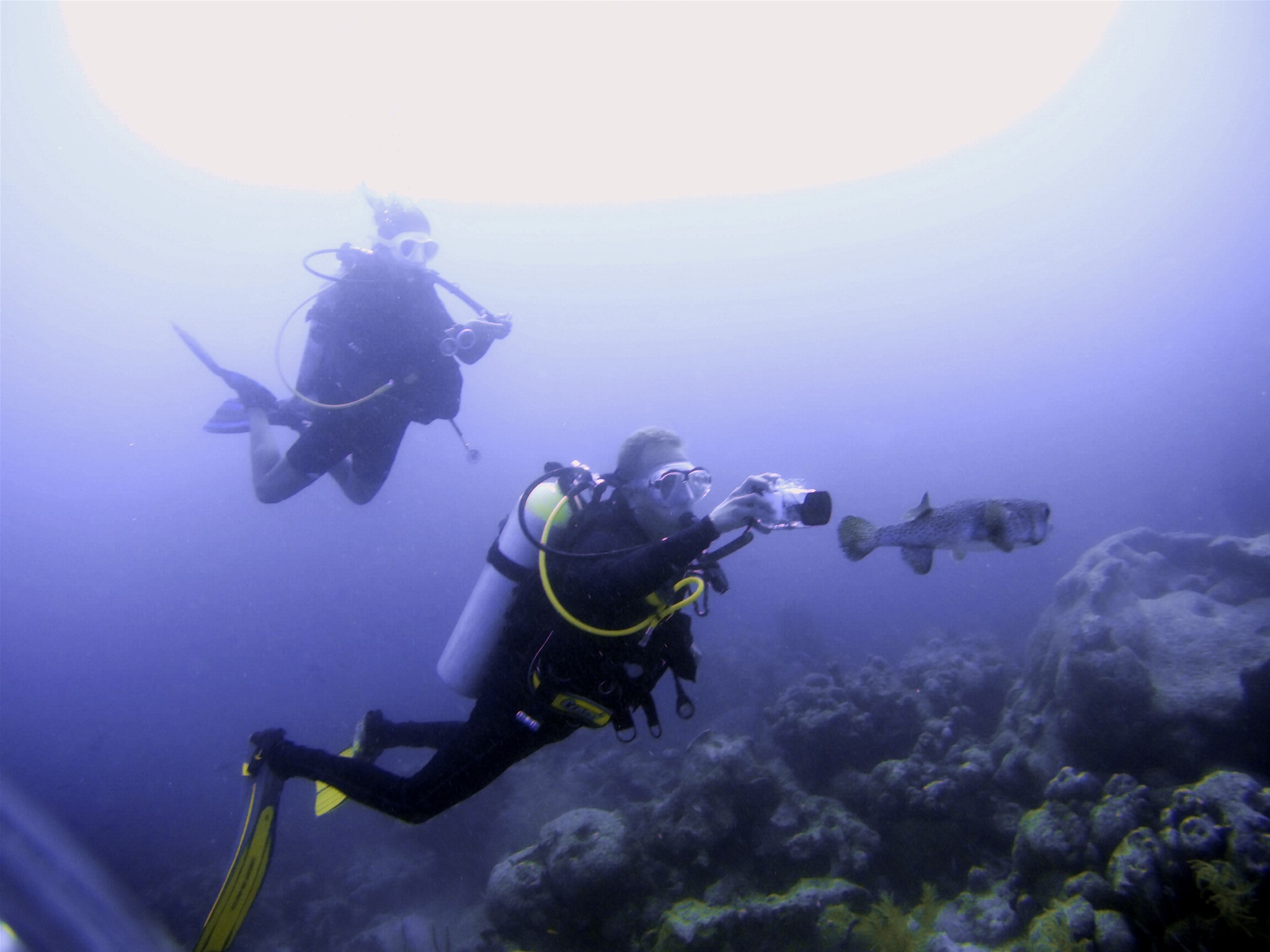 Diving Pure Diving Aruba Diving Pure Diving Aruba